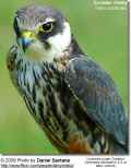 Чеглок фото (Falco subbuteo) - изображение №745 onbird.ru.<br>Источник: www.avianweb.com